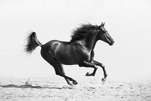 Photo en noir et blanc d'un étalon au galop | photographie de cheval | photographie en noir et blanc