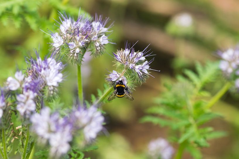 Hummel unter Phacelia von Whispering Fields Hageland