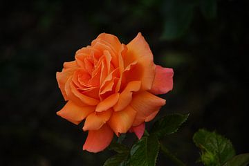 Oranje roos van Bennie Eenkhoorn