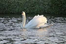 Le Cygne blanc à la tombée de la nuit sur Krista Zuur