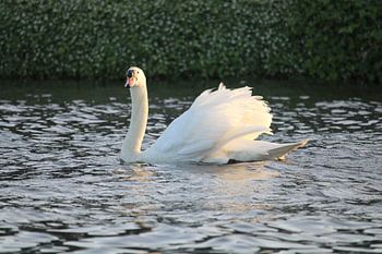 White Swan in the evening light
