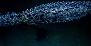 Alligator by Hennie Zeij