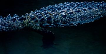Alligator by Hennie Zeij