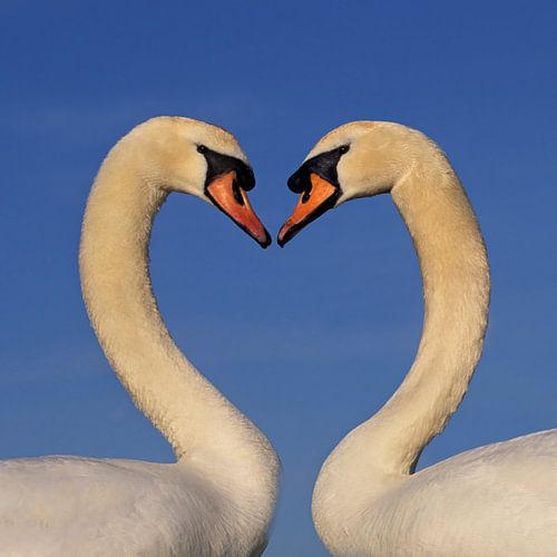 Mute swans. Courtship behaviour.
