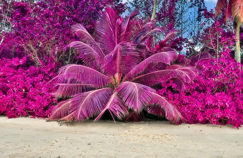 Infrared photo in pink color of palm trees on tropical beach by MPfoto71