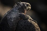 Zeeleguaan Galapagos