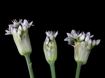 Bloemknoppen van Allium tuberosum van Bartel van den Berg