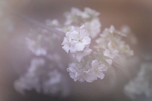 Dromen van de lentebloesem