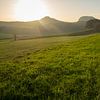 Green meadow and golden light 1 by Heidemuellerin