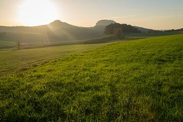 Green meadow and golden light 1