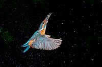 Eisvogel mit Fisch