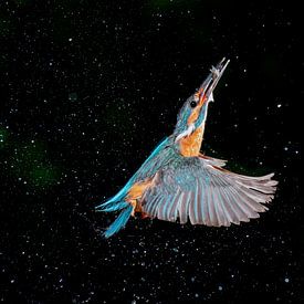 Eisvogel mit Fisch von Larissa Rand
