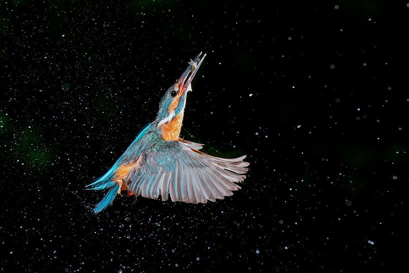 Kingfisher with fish by Larissa Rand