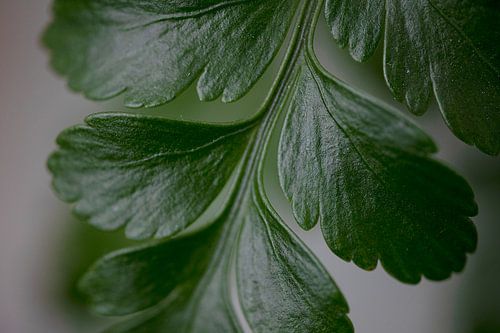 Groene bladeren, moeder natuur