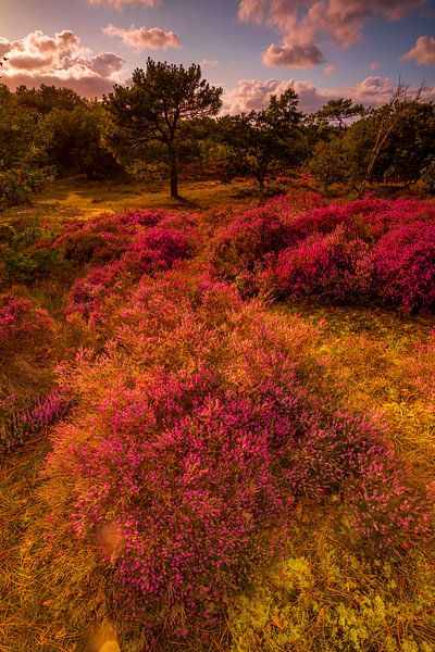 Flowering Heath 1 by peterheinspictures