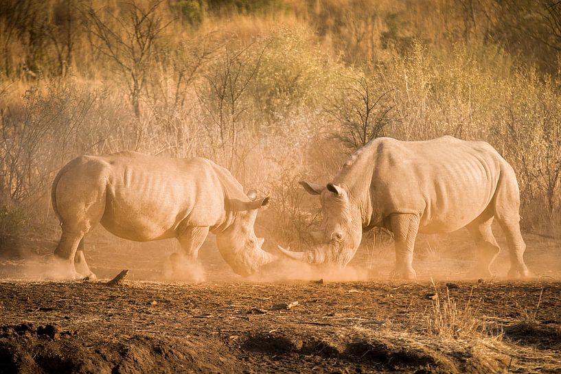 Fighting Rhino by Thomas Froemmel