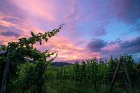 Sonnenuntergang in den Weinbergen des Elsass