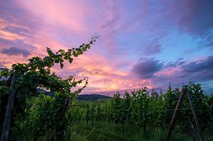 Sonnenuntergang in den Weinbergen des Elsass