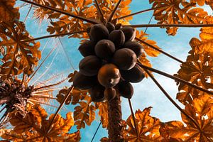 Infrarood foto van papaja's in de boom van Adri Vollenhouw