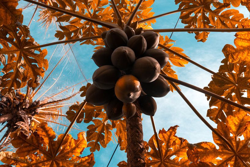 Infrared photo of papayas in the tree by Adri Vollenhouw
