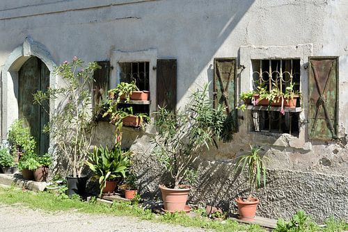 Planten voor een huis