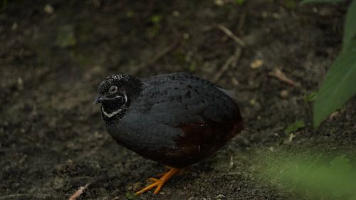 Oiseau dans la forêt