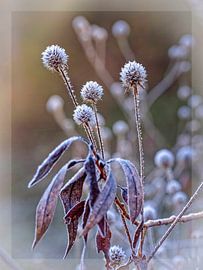Gefrorene Schönheit von Rob Boon
