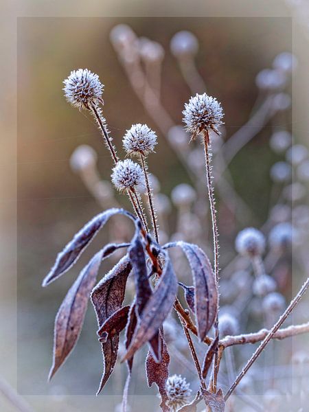 Frozen beauty by Rob Boon