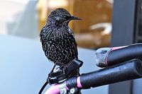 Pájaro carpintero