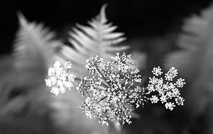 Schwarze und weiße Blume
