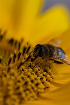 Hungry bee snacking on a sunflower