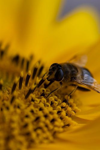 Une abeille affamée grignote un tournesol.