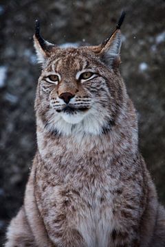 Snuit van een wilde boskat lynx close-up- portret, oren met kwastjes. onafhankelijke blik en strenge van Michael Semenov
