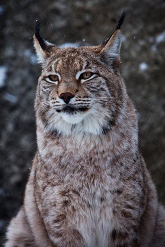 Muzzle of a wild forest cat lynx close-up- portrait, ears with tassels. independent look and strict 