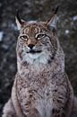 Snuit van een wilde boskat lynx close-up- portret, oren met kwastjes. onafhankelijke blik en strenge van Michael Semenov thumbnail