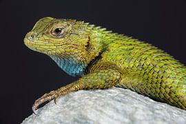 Green Spiny Lizard (Sceloporus malachiticus) by Ronald Pol
