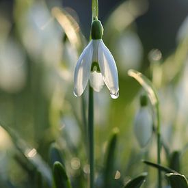 Snowdrop in the morning sun sur Eefje John