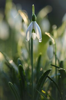 Snowdrop in the morning sun