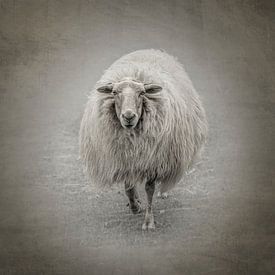 Shaun le mouton. sur Alie Ekkelenkamp