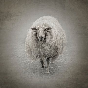 Shaun het schaap. van Alie Ekkelenkamp