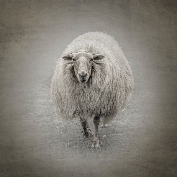 Shaun the sheep. by Alie Ekkelenkamp