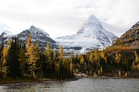 Mt Assiniboine in autumn