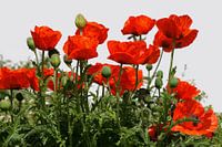 Poppies photographed against a white wall.