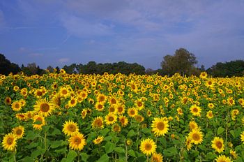 Sunflower field with many yellow flowers