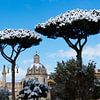 Sneeuw op pijnbomen in Rome van Michel van Kooten