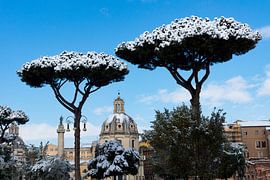 Sneeuw op pijnbomen in Rome