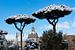 Sneeuw op pijnbomen in Rome van Michel van Kooten