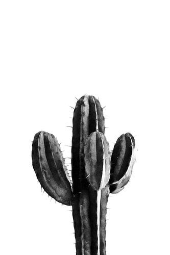 Cactus zwart-wit 03