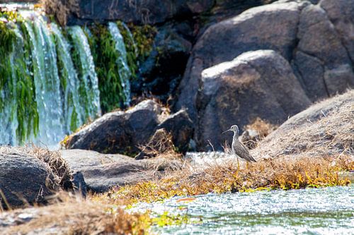Sir Raleigh Traps in Suriname