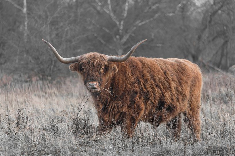 Schotse Hooglander eet gras van Ans Bastiaanssen